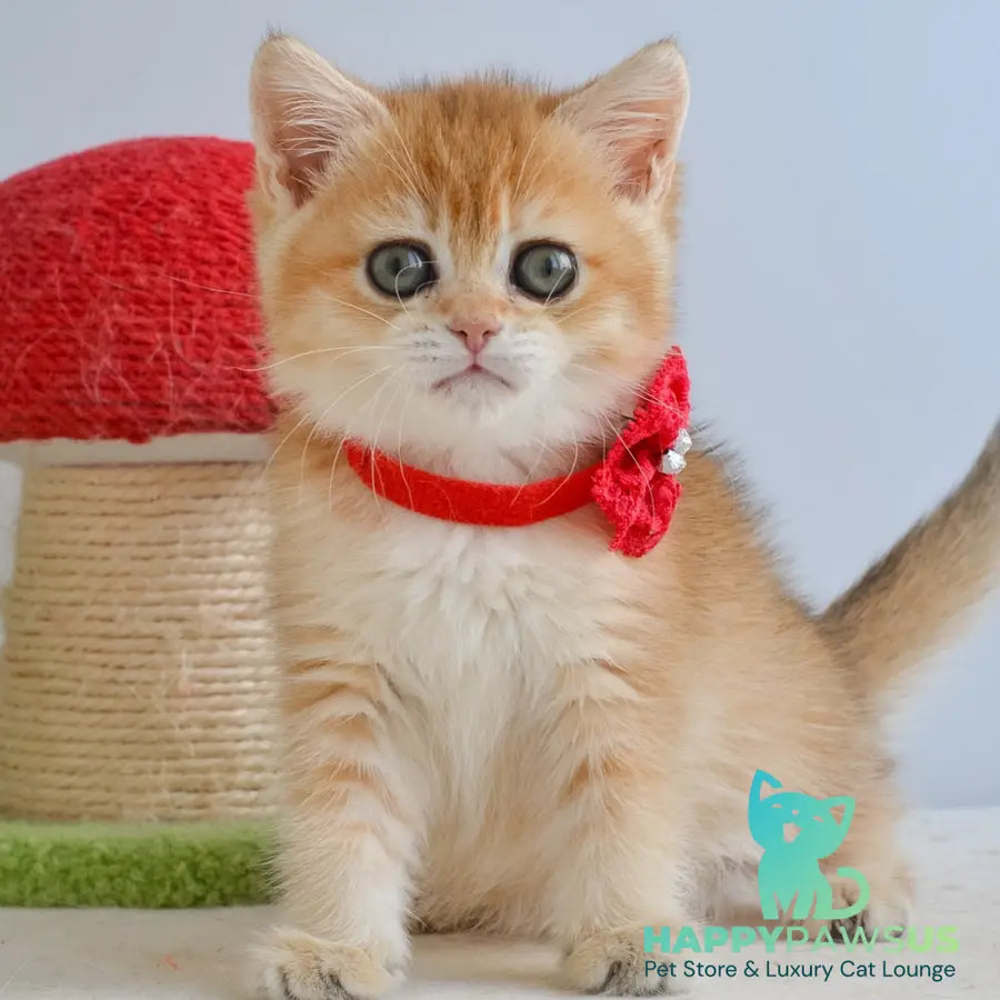 Haddie Scottish Straight female black golden shaded - live animals