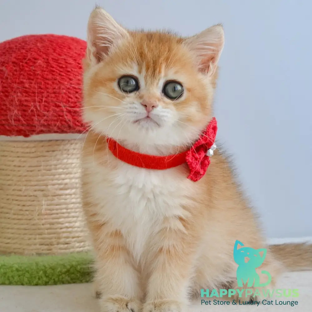 Haddie Scottish Straight female black golden shaded - live animals