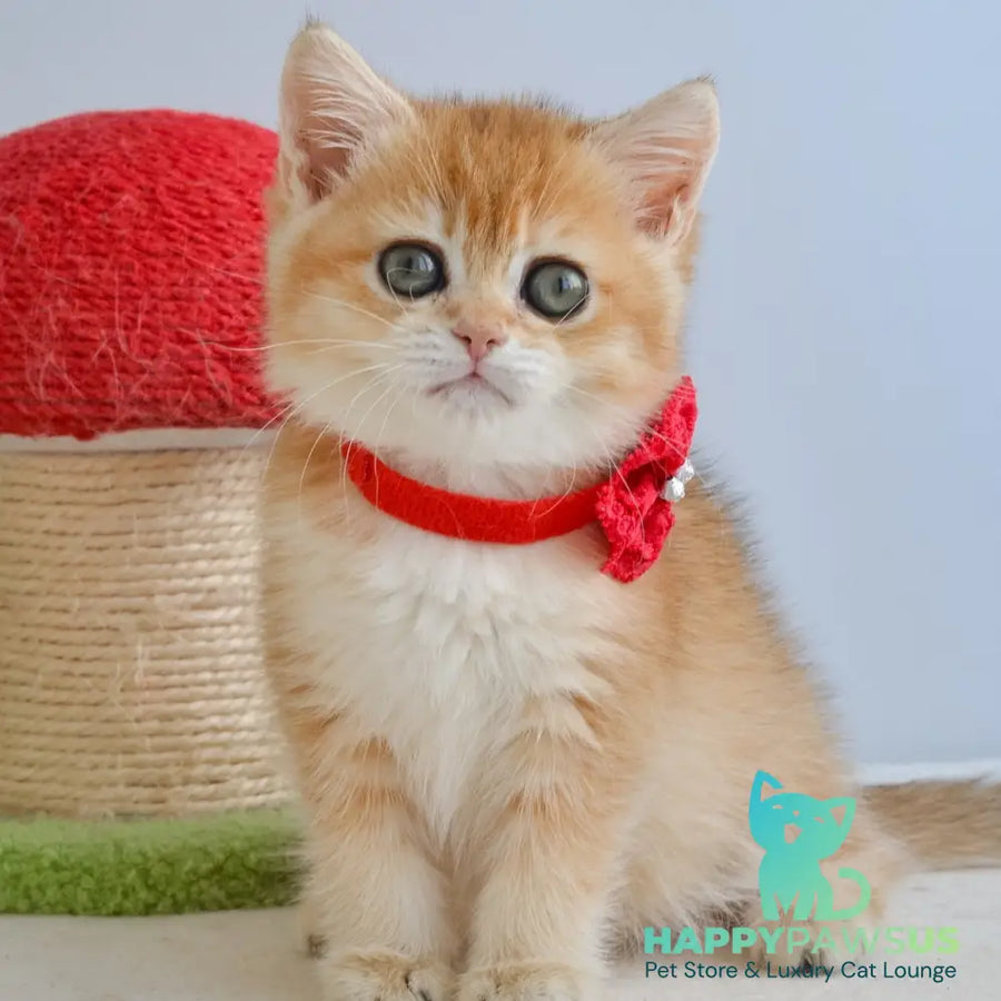 Haddie Scottish Straight female black golden shaded - live animals