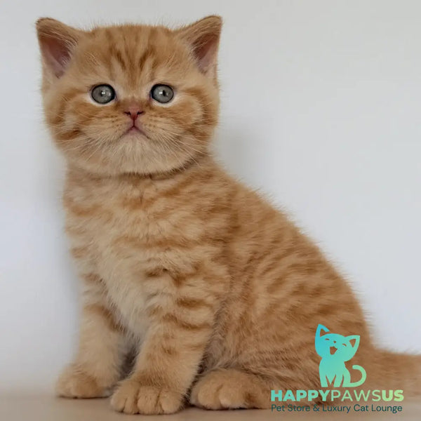 Hades British Shorthair male red - live animals