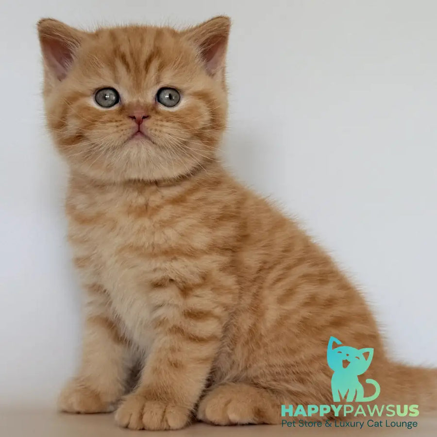 Hades British Shorthair male red - live animals