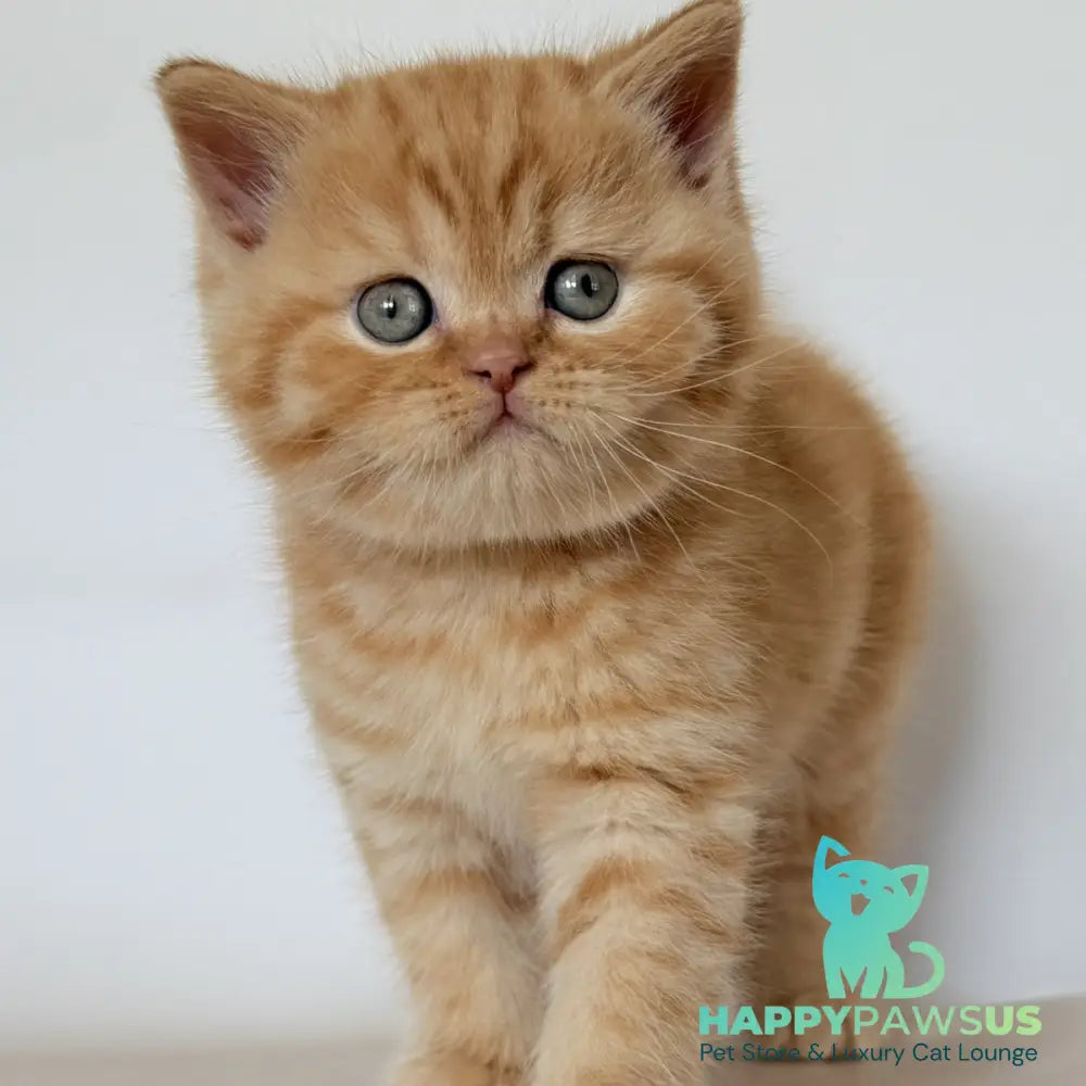 Hades British Shorthair male red - live animals