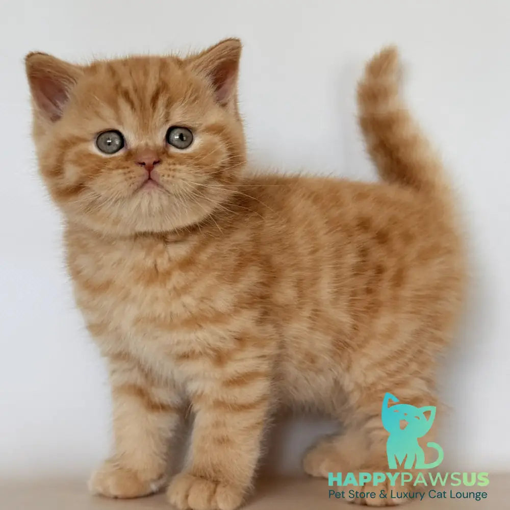 Hades British Shorthair male red - live animals