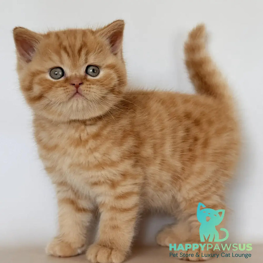 Hades British Shorthair male red - live animals