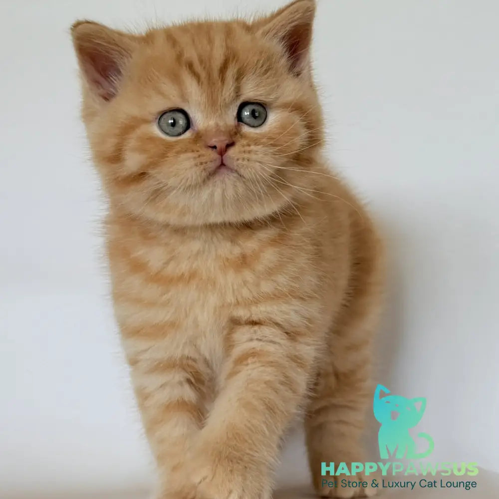 Hades British Shorthair male red - live animals