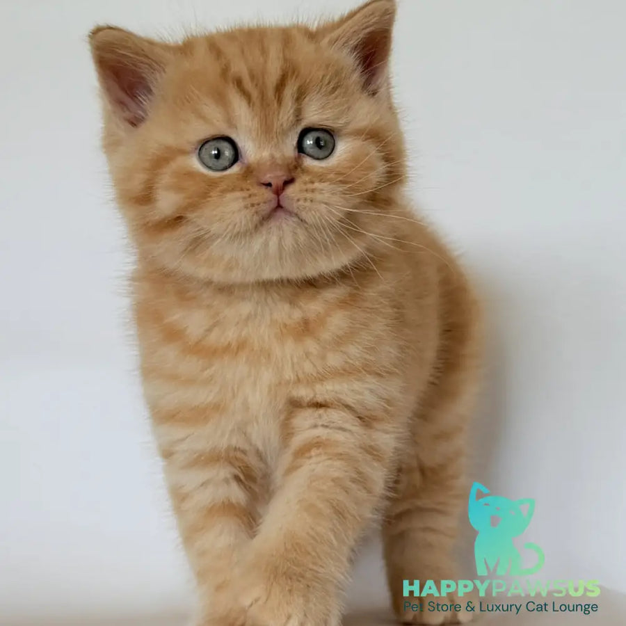 Hades British Shorthair male red - live animals