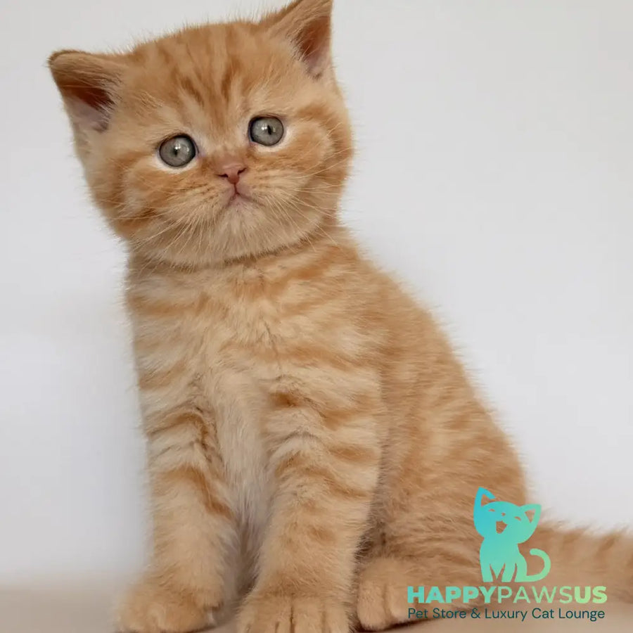 Hades British Shorthair male red - live animals
