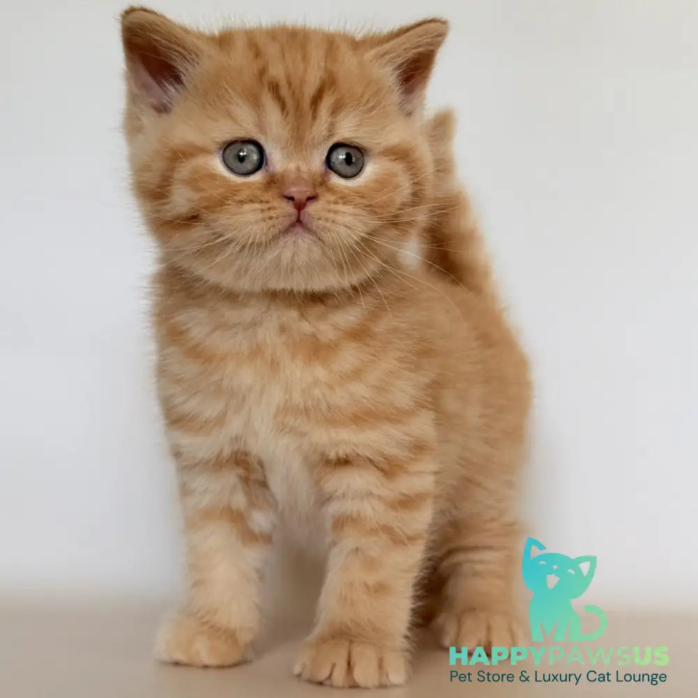 Hades British Shorthair male red - live animals