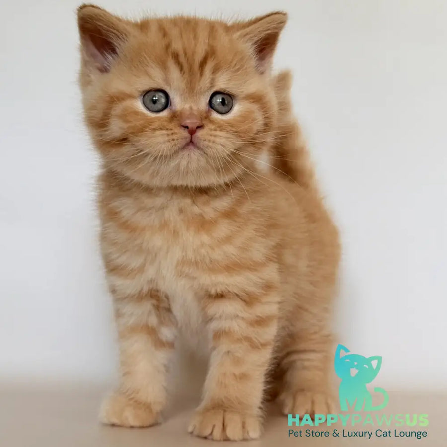 Hades British Shorthair male red - live animals
