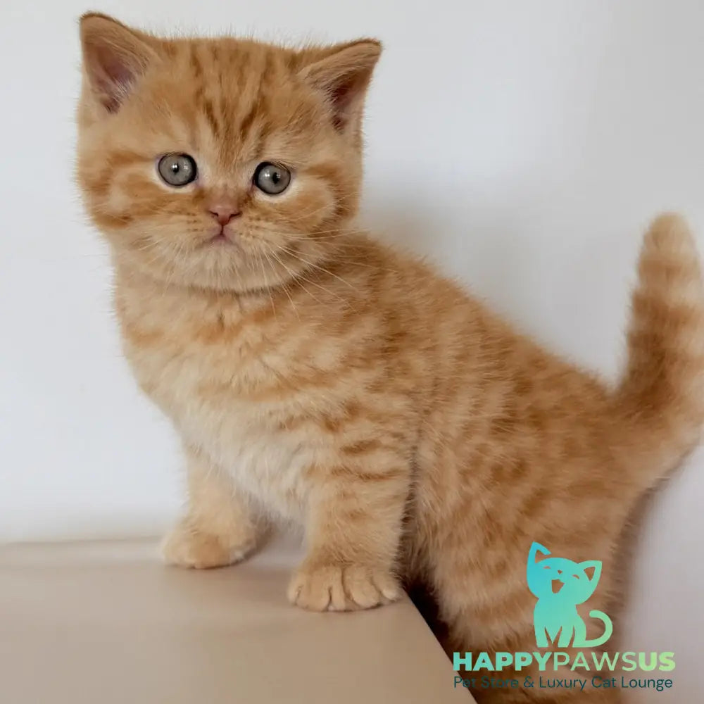 Hades British Shorthair male red - live animals