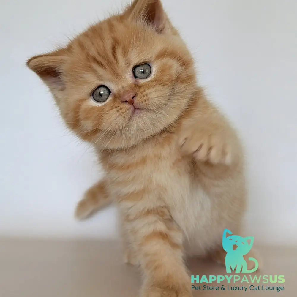 Hades British Shorthair male red - live animals