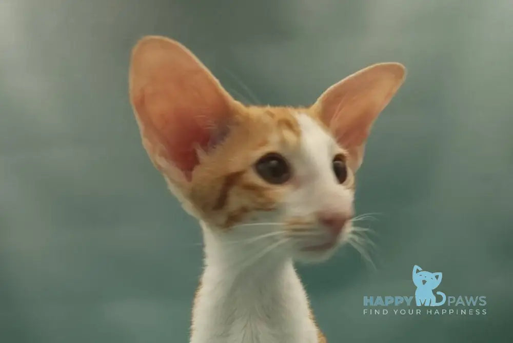 Haggard Oriental Shorthair male red spotted tabby bicolour live animals