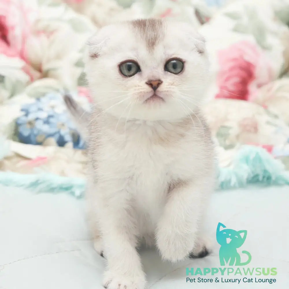Haiden Scottish Fold female black silver shaded - live animals