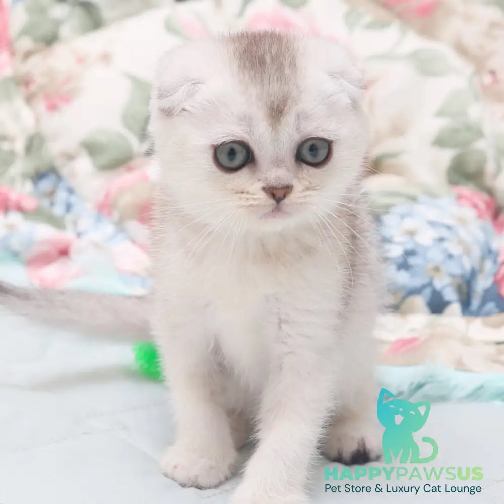 Haiden Scottish Fold female black silver shaded - live animals