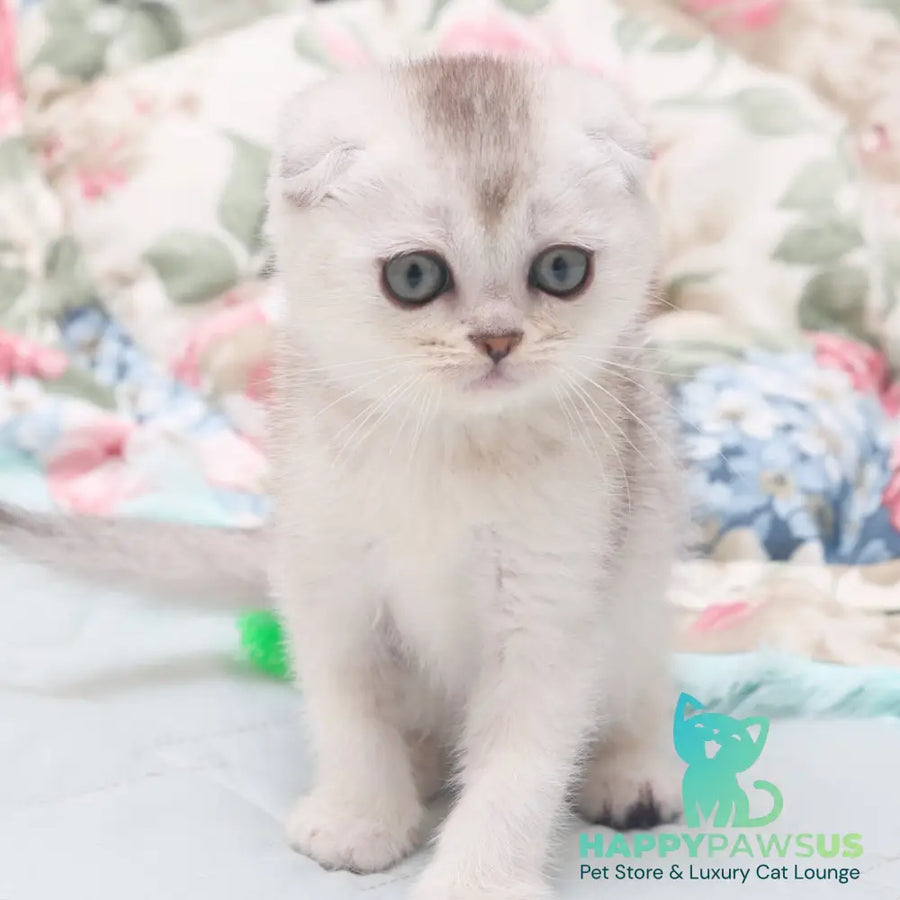 Haiden Scottish Fold female black silver shaded - live animals