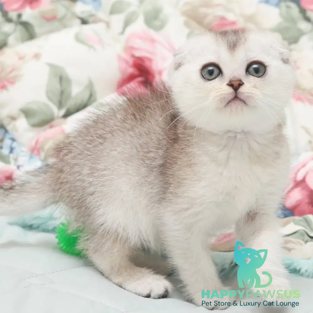 Haiden Scottish Fold female black silver shaded - live animals