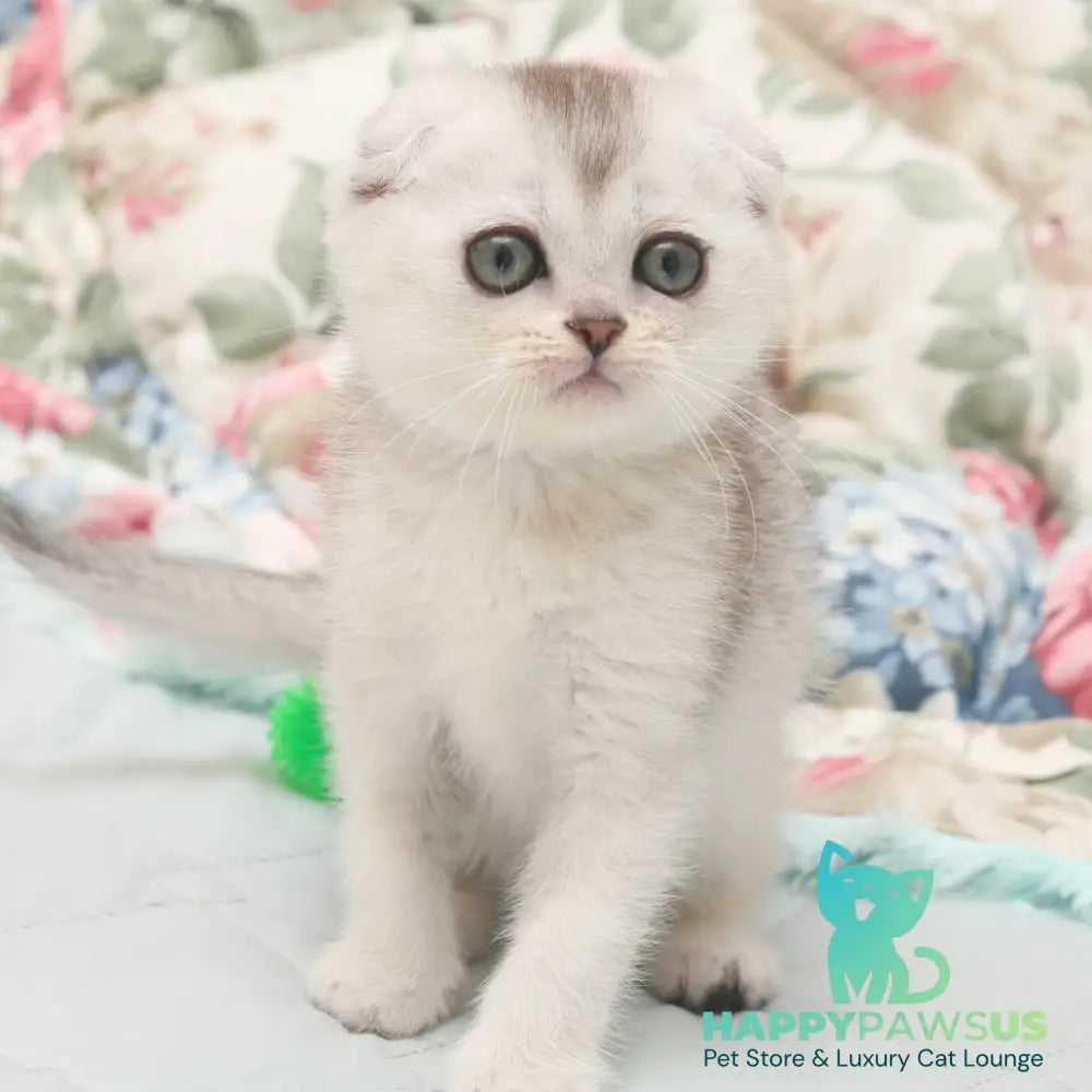 Haiden Scottish Fold female black silver shaded - live animals