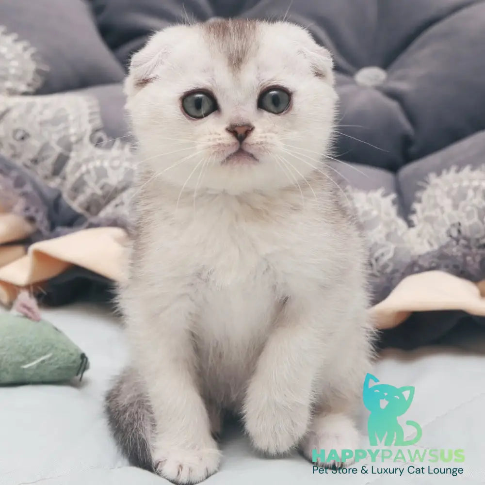 Haiden Scottish Fold female black silver shaded - live animals