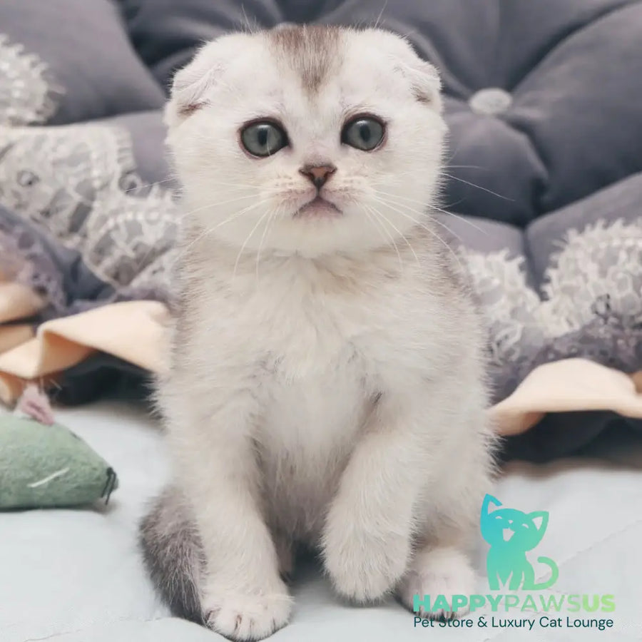 Haiden Scottish Fold female black silver shaded - live animals