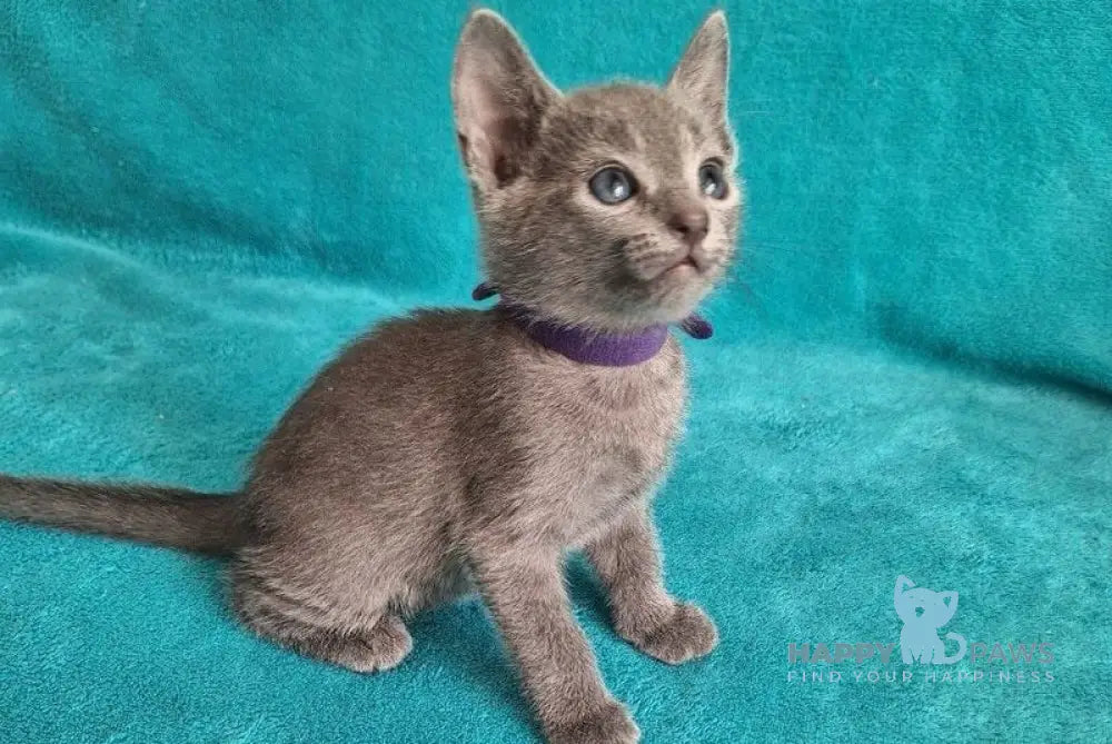 Haiku Russian Blue male blue live animals