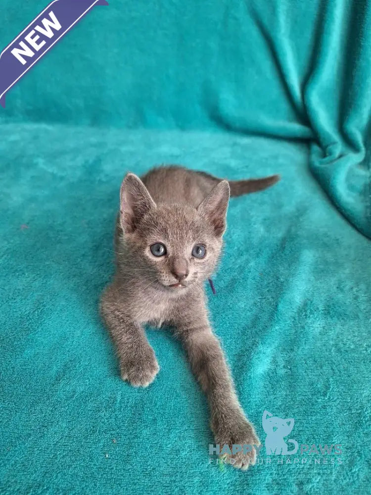 Haiku Russian Blue male blue live animals