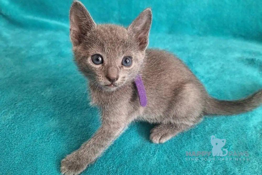 Haiku Russian Blue male blue live animals