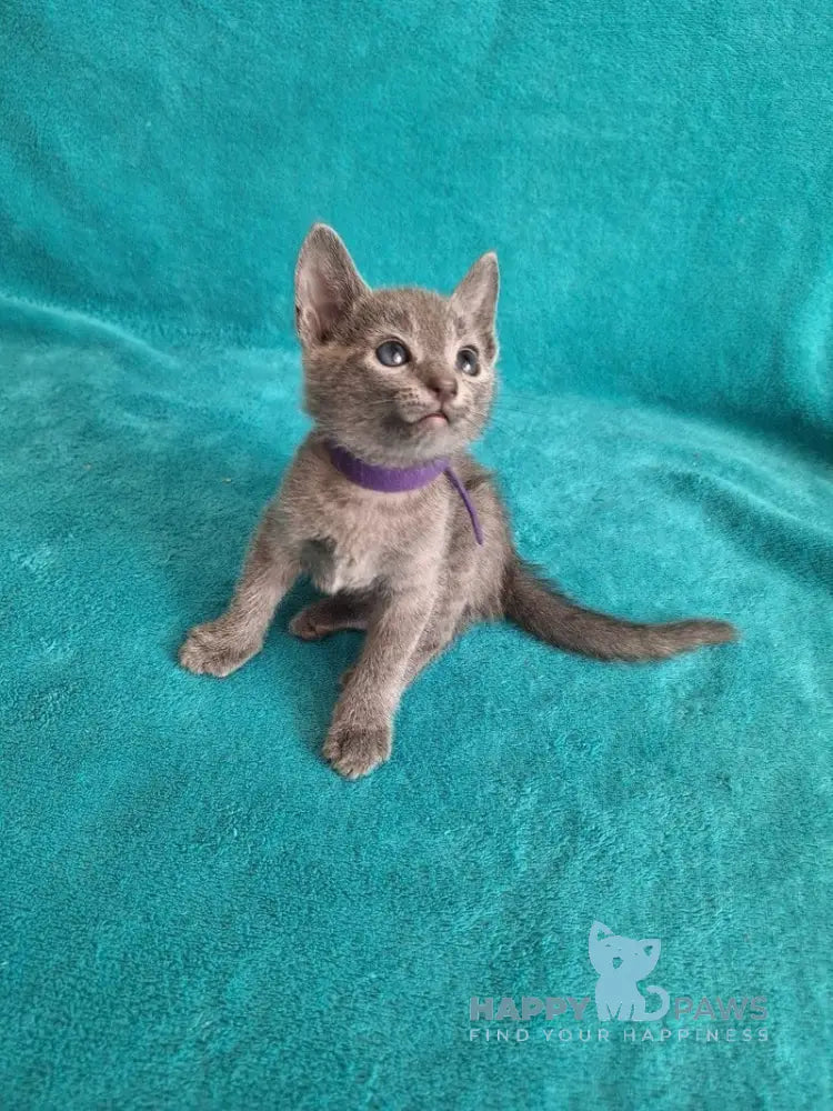 Haiku Russian Blue male blue live animals