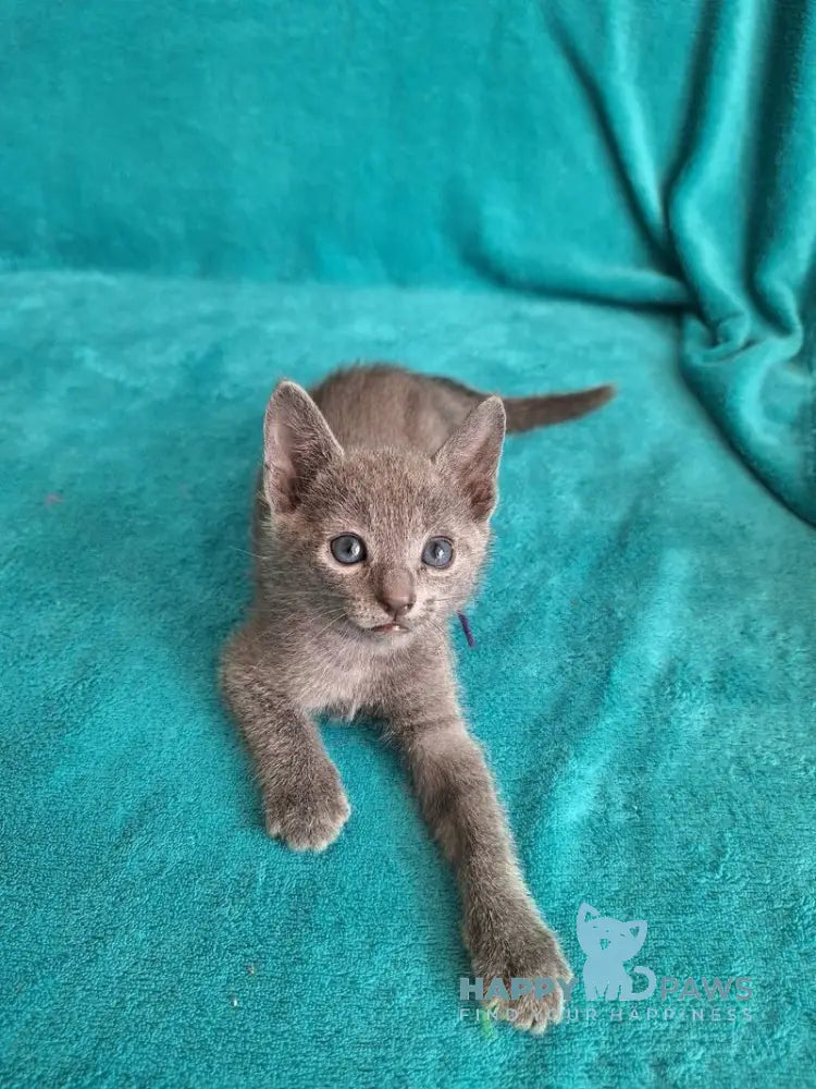 Haiku Russian Blue male blue live animals
