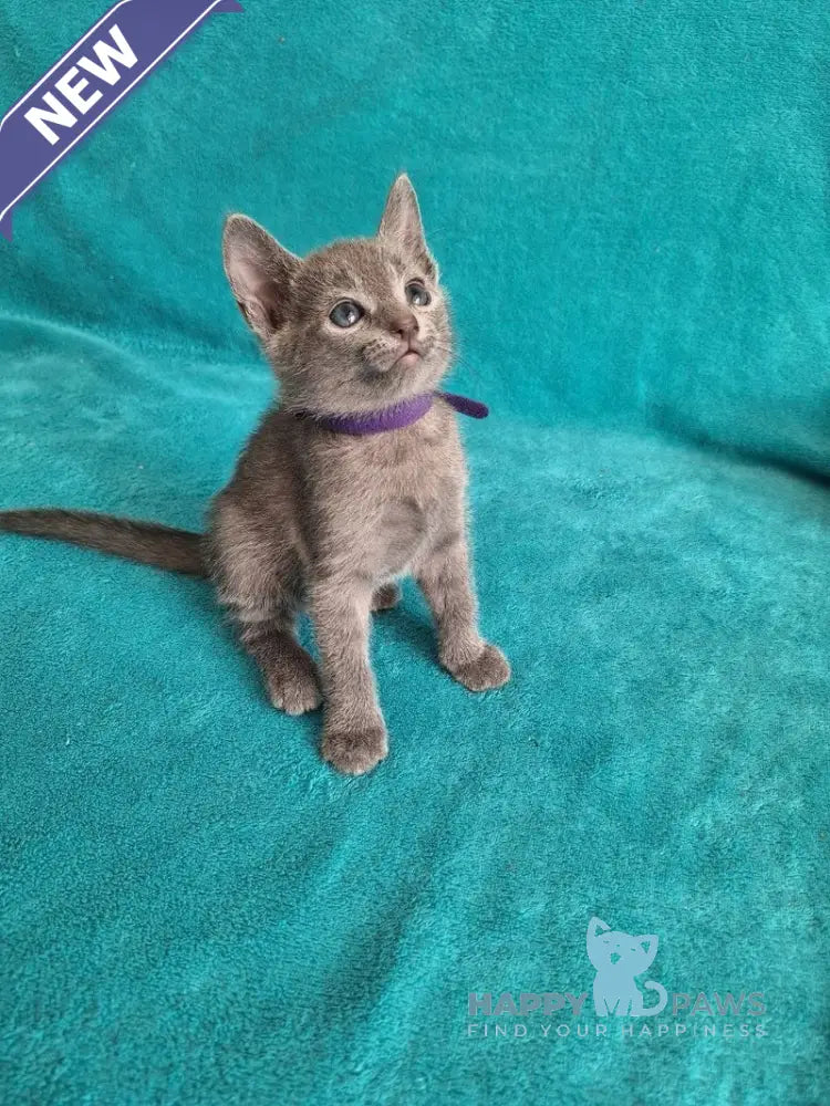 Haiku Russian Blue male blue live animals