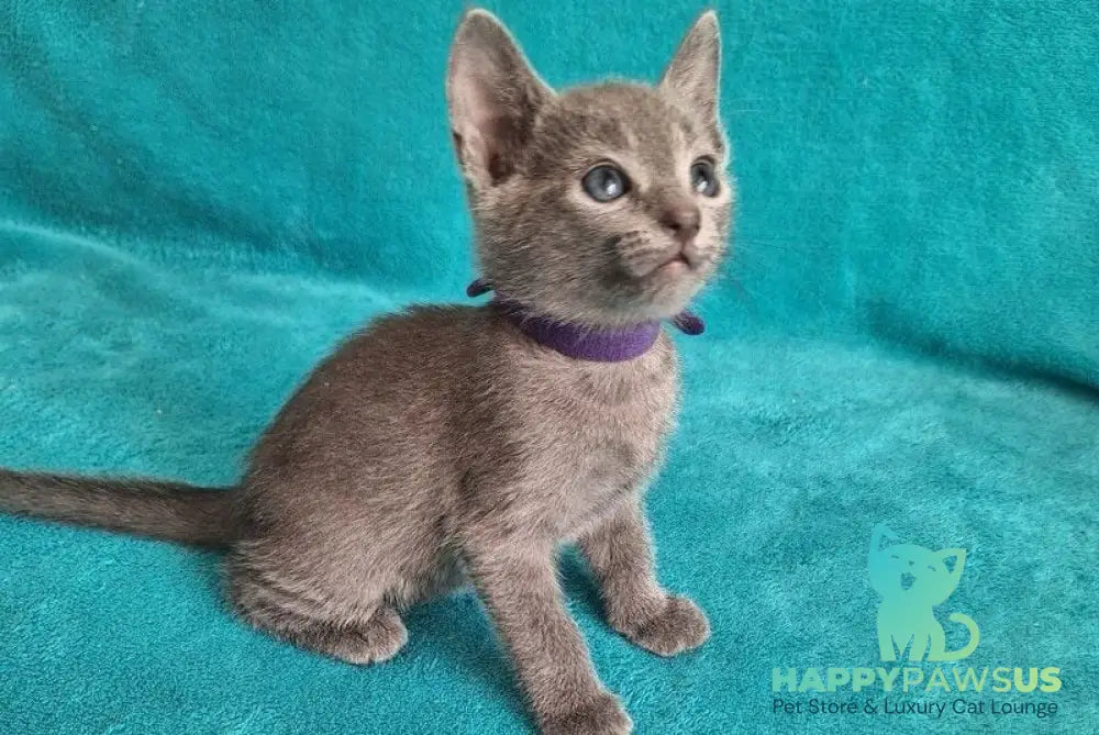 Haiku Russian Blue male blue live animals
