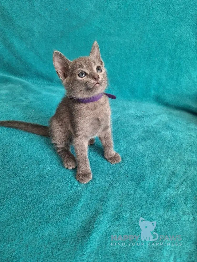 Haiku Russian Blue male blue live animals