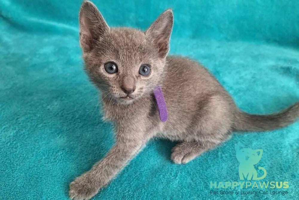 Haiku Russian Blue male blue live animals