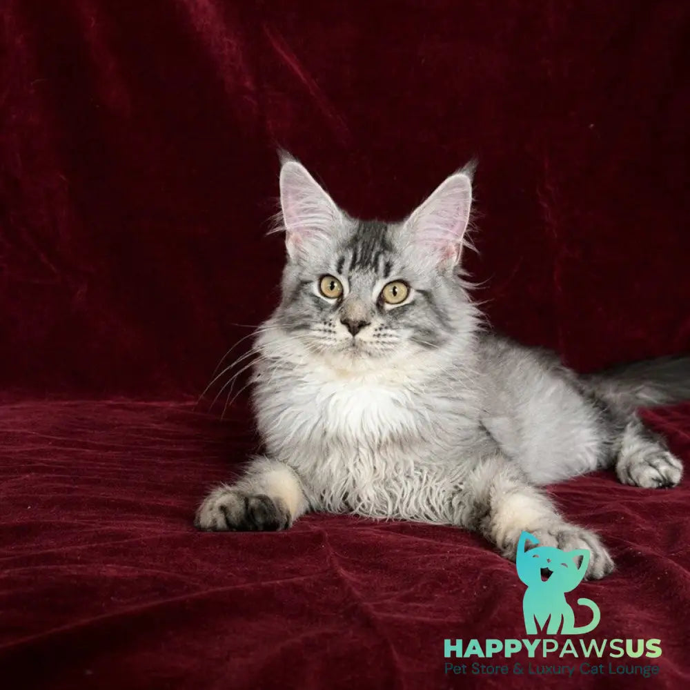 Hailen Maine Coon male black silver ticked tabby - live animals