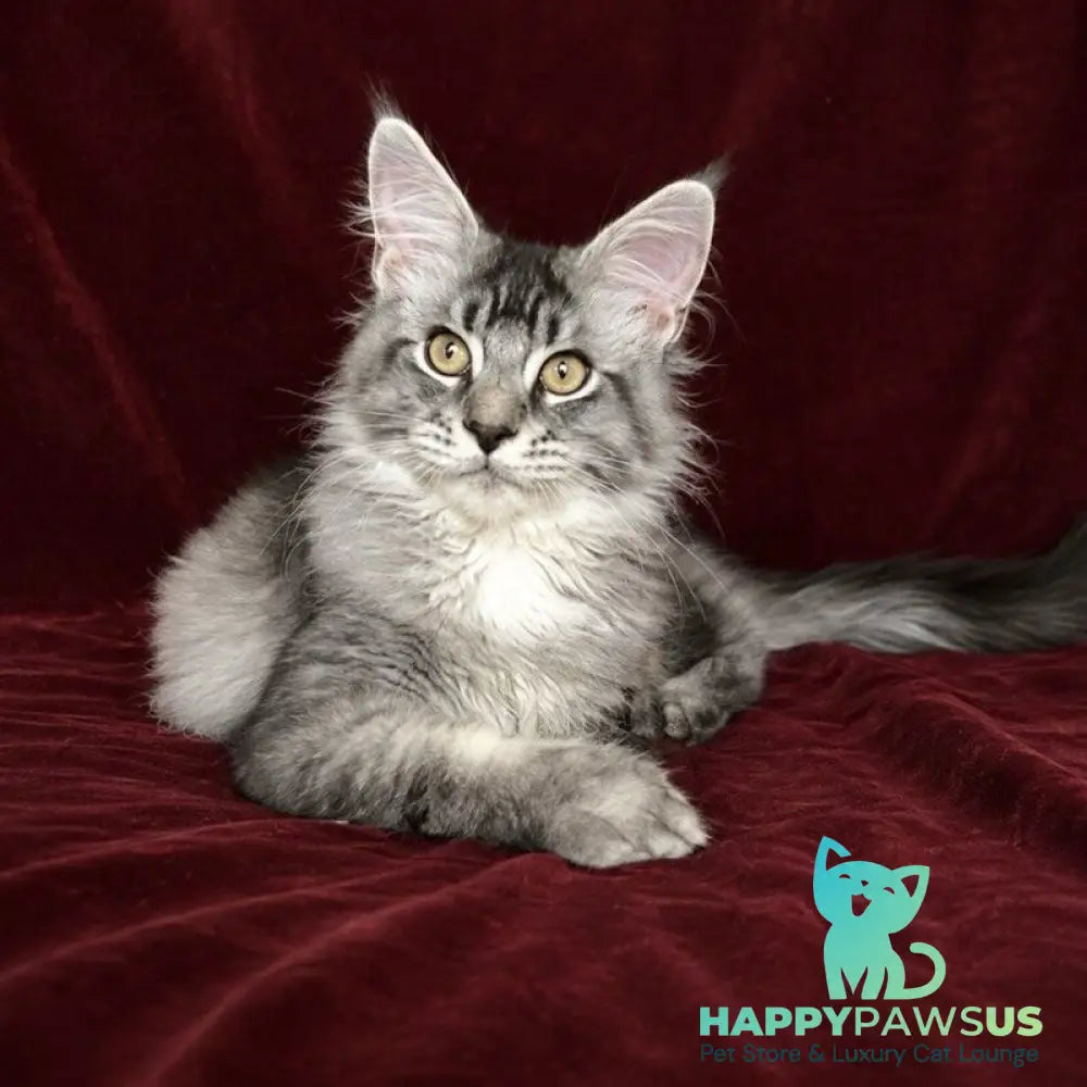 Hailen Maine Coon male black silver ticked tabby - live animals