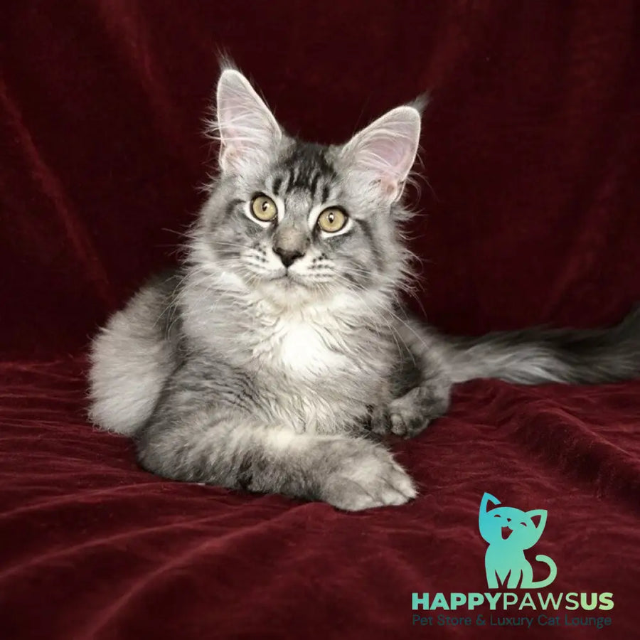 Hailen Maine Coon male black silver ticked tabby - live animals