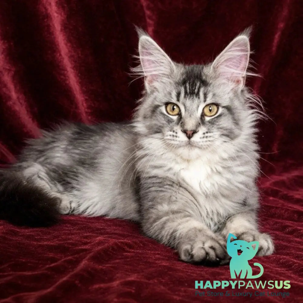 Hailen Maine Coon male black silver ticked tabby - live animals