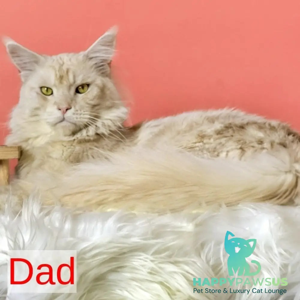 Hailen Maine Coon male black silver ticked tabby - live animals