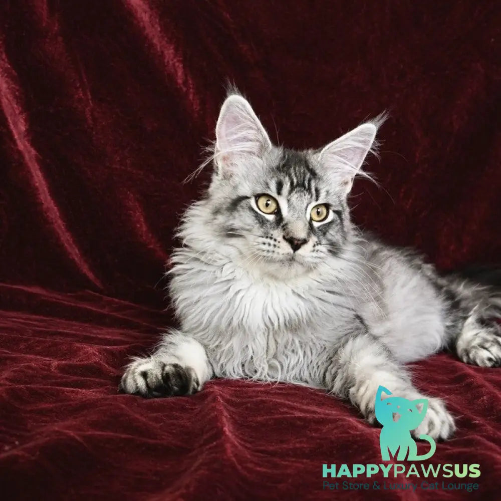 Hailen Maine Coon male black silver ticked tabby - live animals