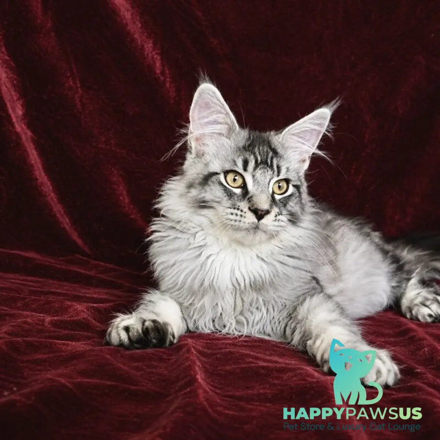 Hailen Maine Coon male black silver ticked tabby - live animals