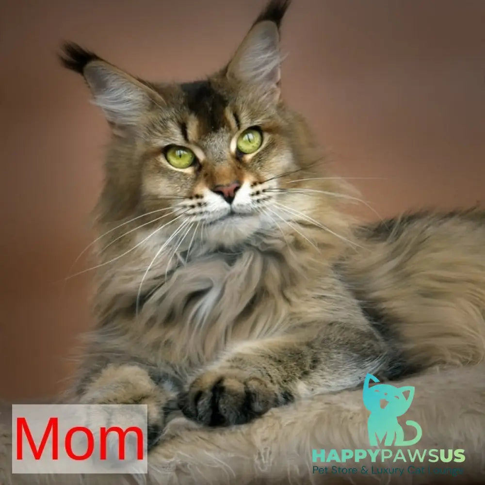 Hailen Maine Coon male black silver ticked tabby - live animals