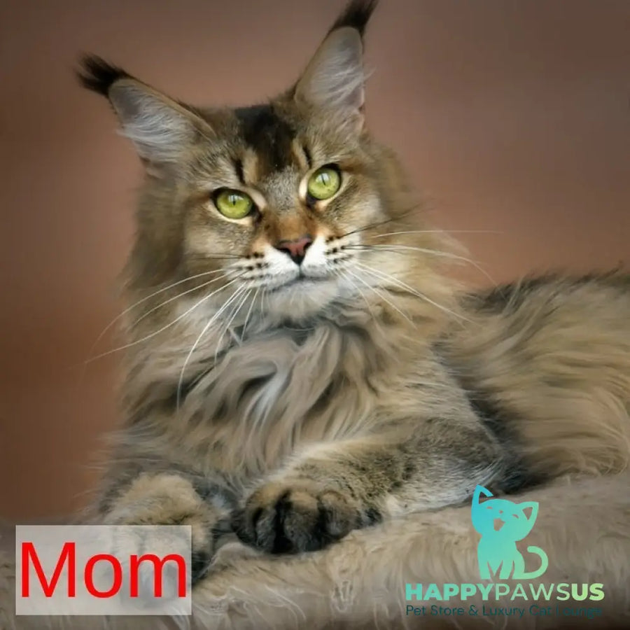 Hailen Maine Coon male black silver ticked tabby - live animals