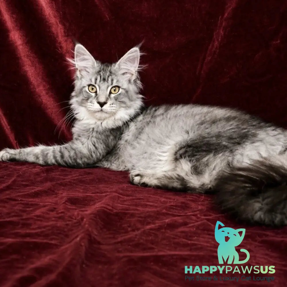 Hailen Maine Coon male black silver ticked tabby - live animals