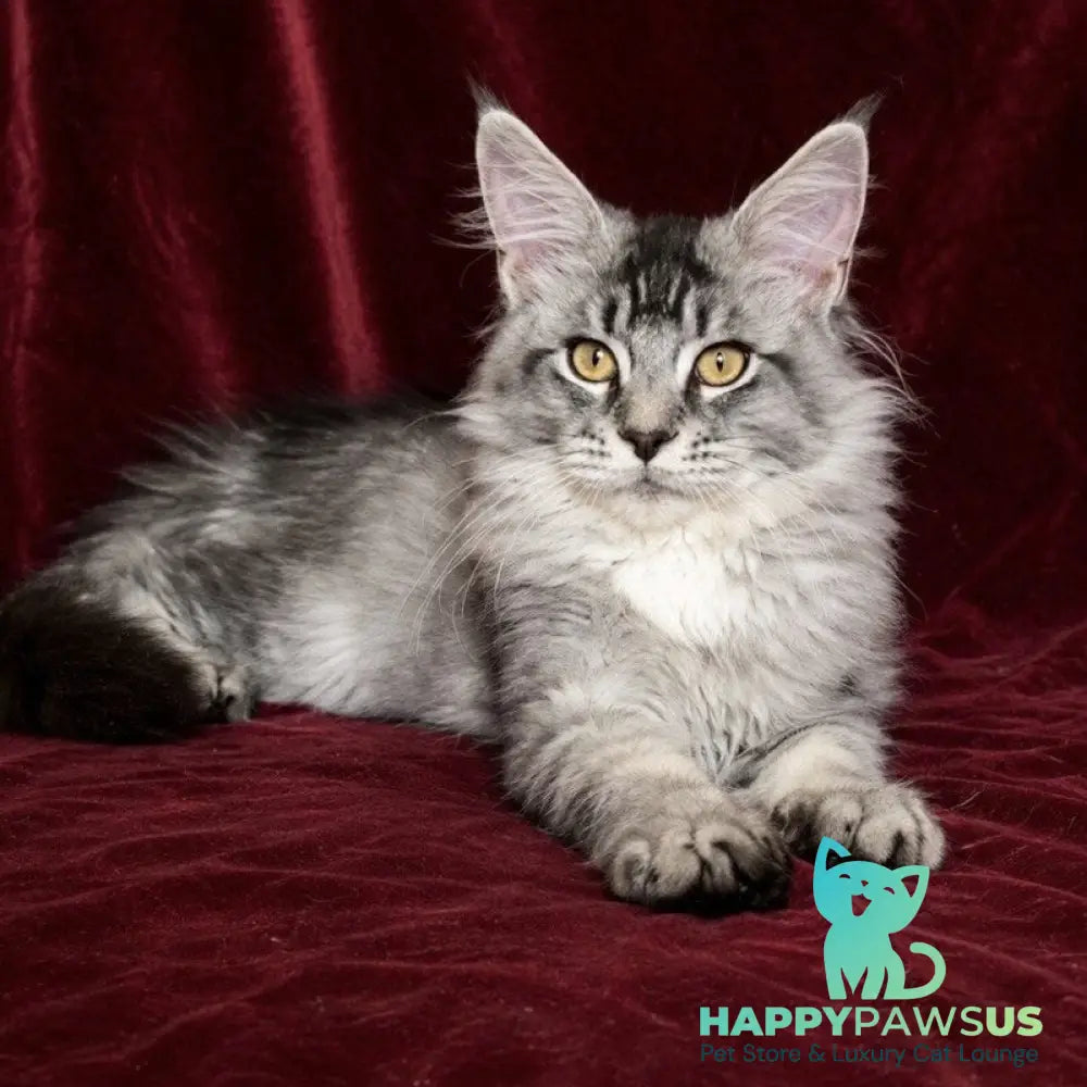 Hailen Maine Coon male black silver ticked tabby - live animals