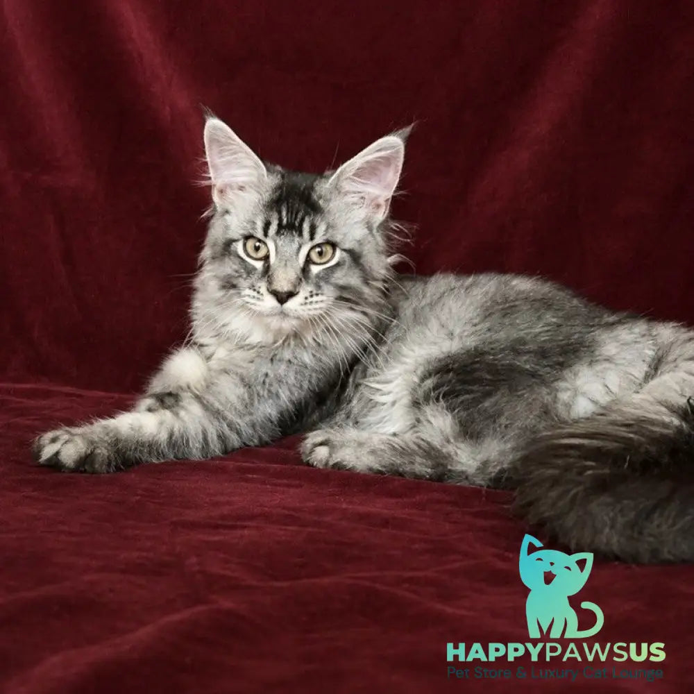 Hailen Maine Coon male black silver ticked tabby - live animals