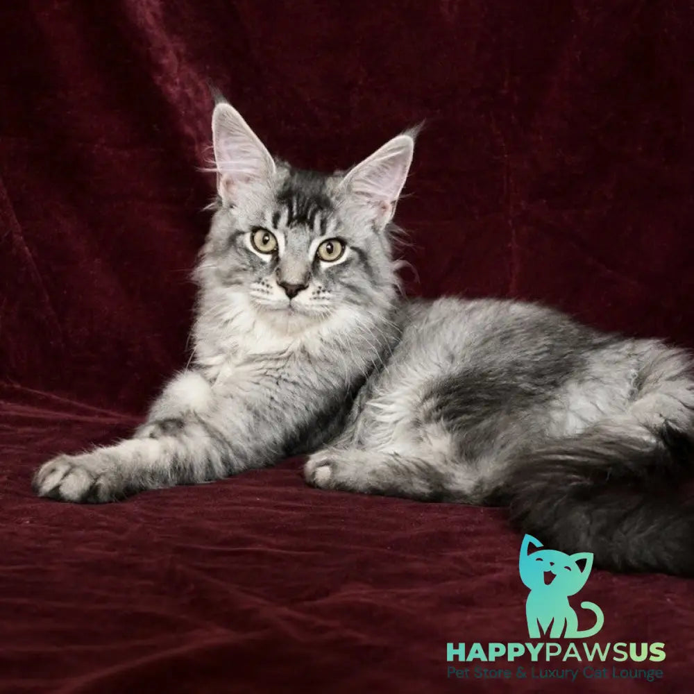 Hailen Maine Coon male black silver ticked tabby - live animals