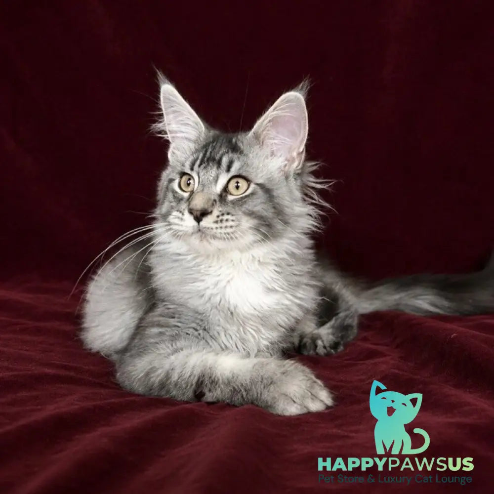 Hailen Maine Coon male black silver ticked tabby - live animals