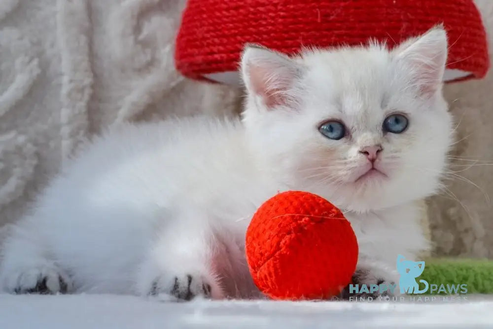 Hailey British Shorthair female black golden shaded pointed live animals