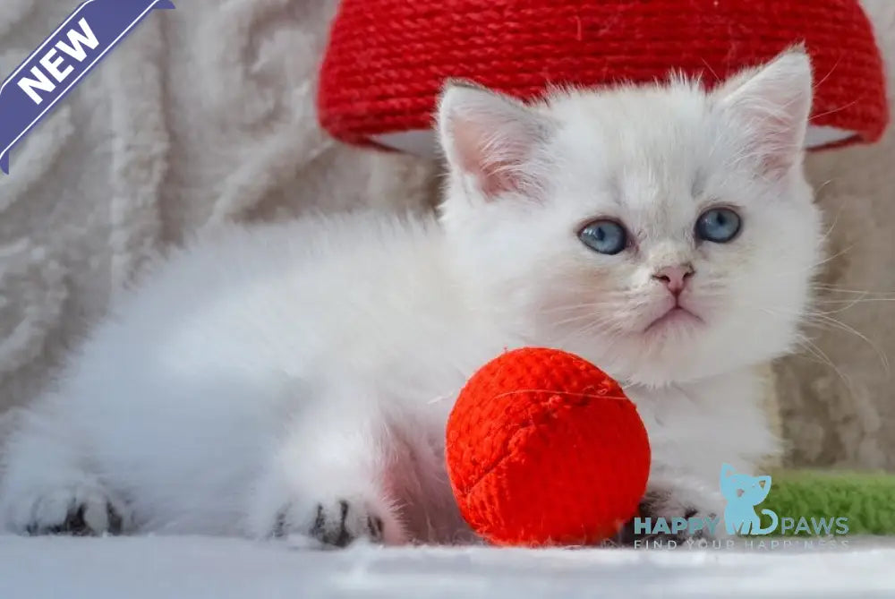 Hailey British Shorthair female black golden shaded pointed live animals