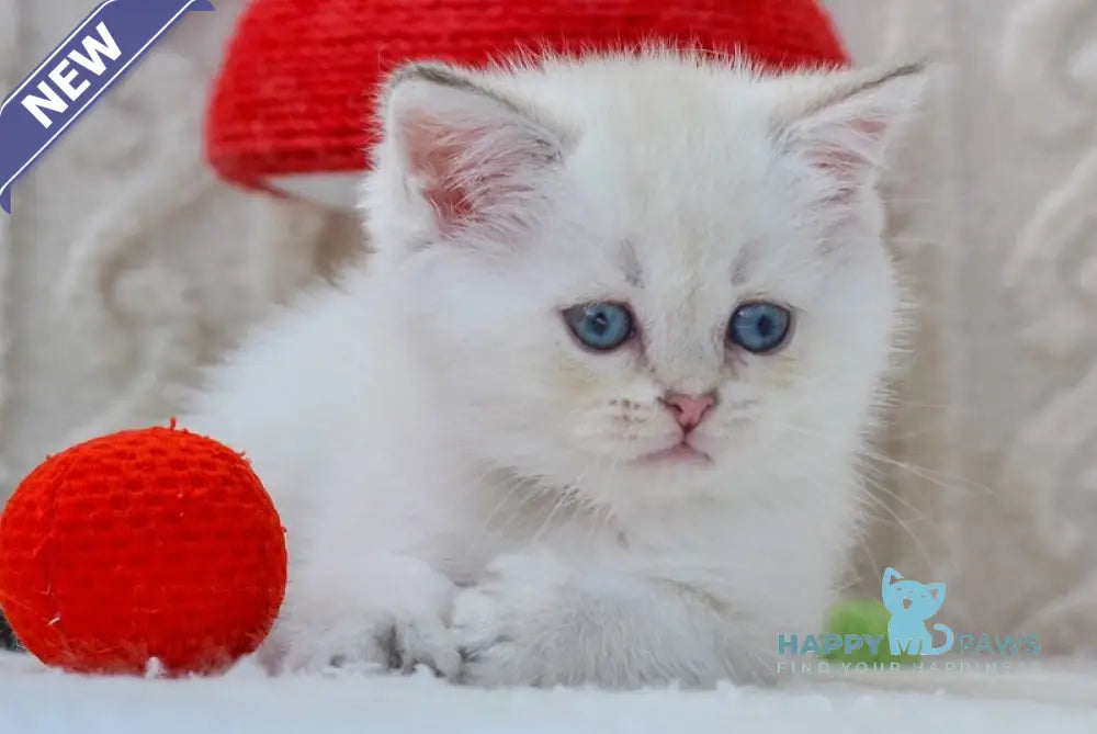 Hailey British Shorthair female black golden shaded pointed live animals
