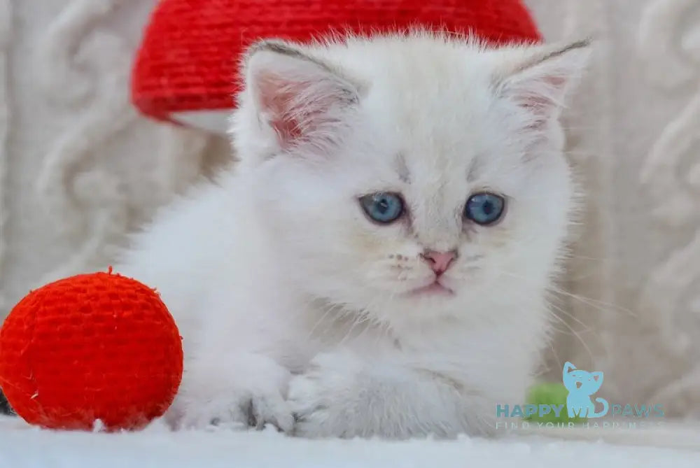 Hailey British Shorthair female black golden shaded pointed live animals